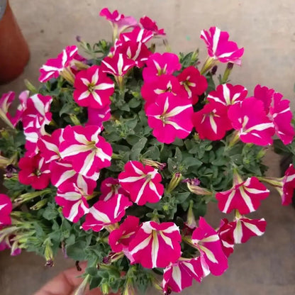 Petunia Seeds - Kaleidoscope