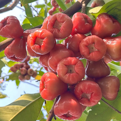 Red Wax Apple Seeds – Syzygium Samarangense Tropical Fruit Tree