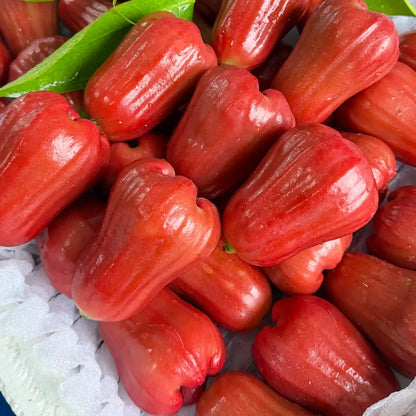 Red Wax Apple Seeds – Syzygium Samarangense Tropical Fruit Tree