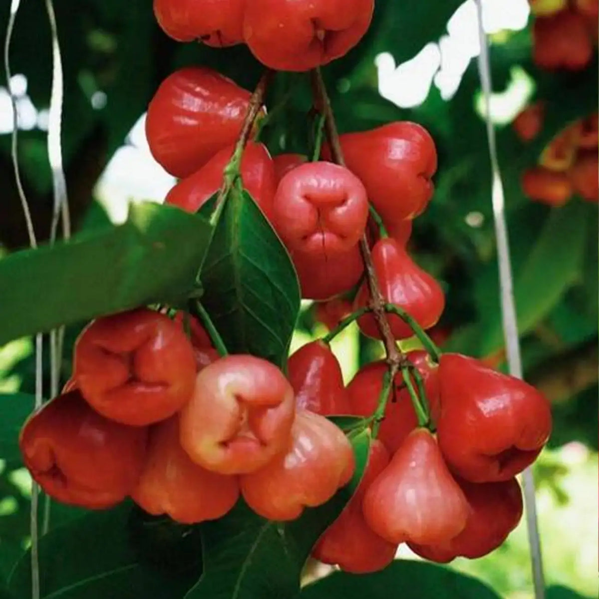 Red Wax Apple Seeds – Syzygium Samarangense Tropical Fruit Tree
