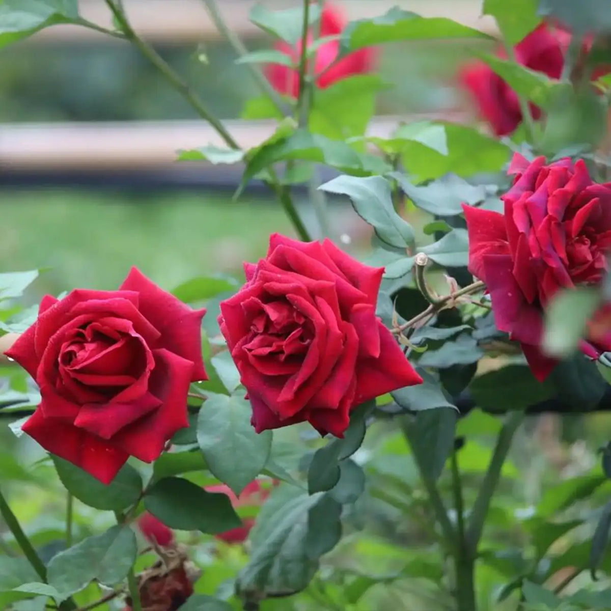 Roses Seeds - Red