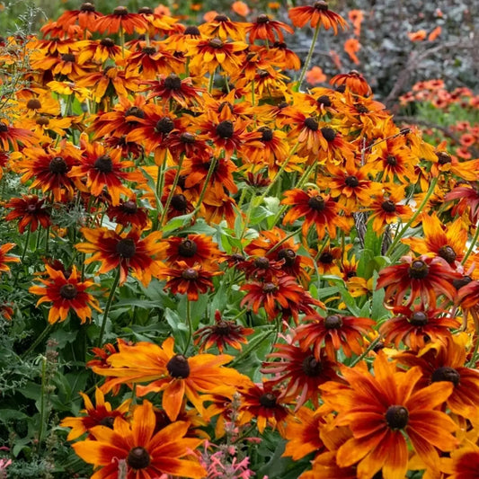 Rudbeckia Seeds - Autumn Shades