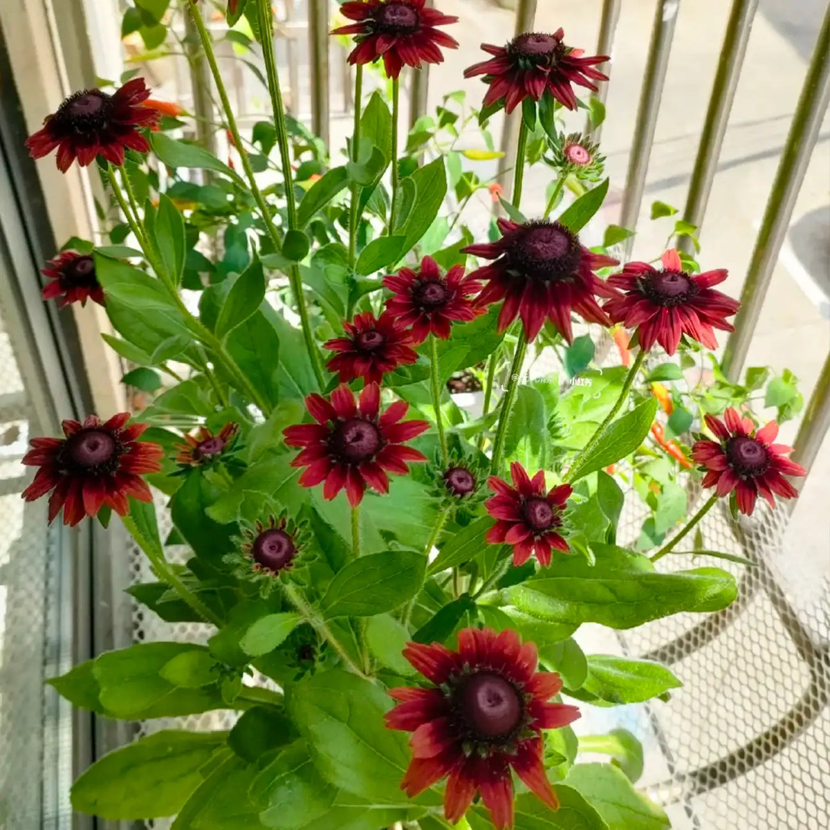 Rudbeckia Seeds - Brandy