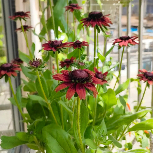 Rudbeckia Seeds - Brandy