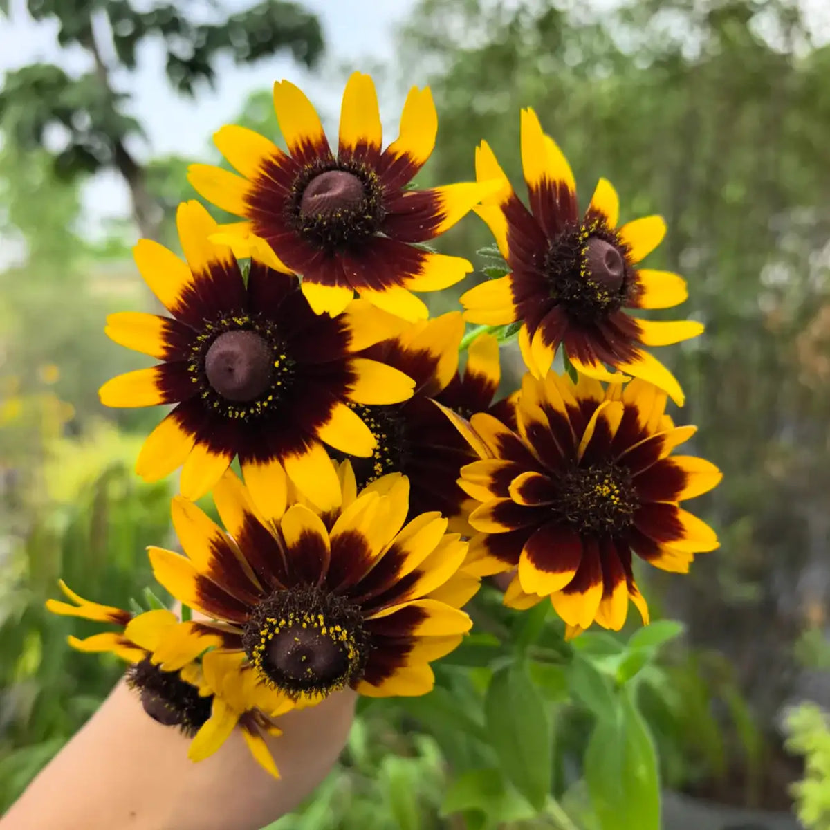 Rudbeckia Seeds - Cavendon Star