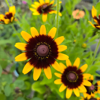 Rudbeckia Seeds - Cavendon Star