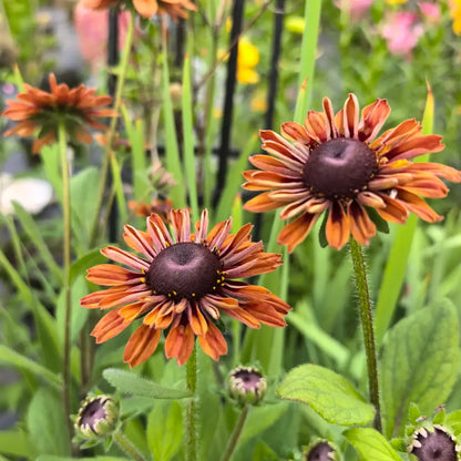 Rudbeckia Seeds - Cherokee Sunset