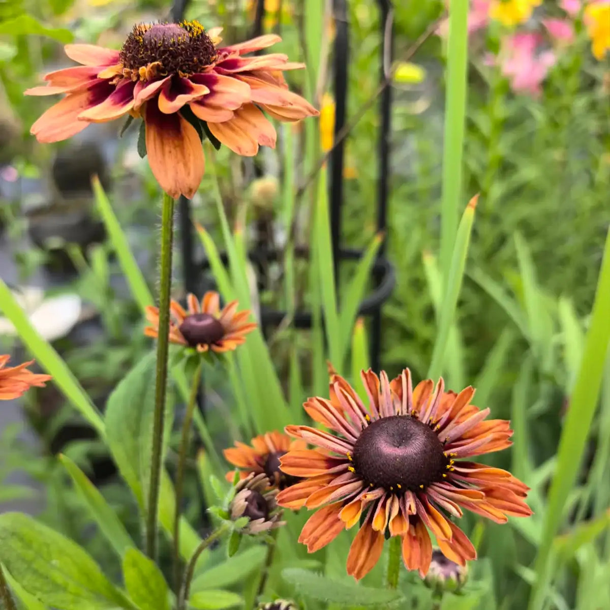 Rudbeckia Seeds - Cherokee Sunset