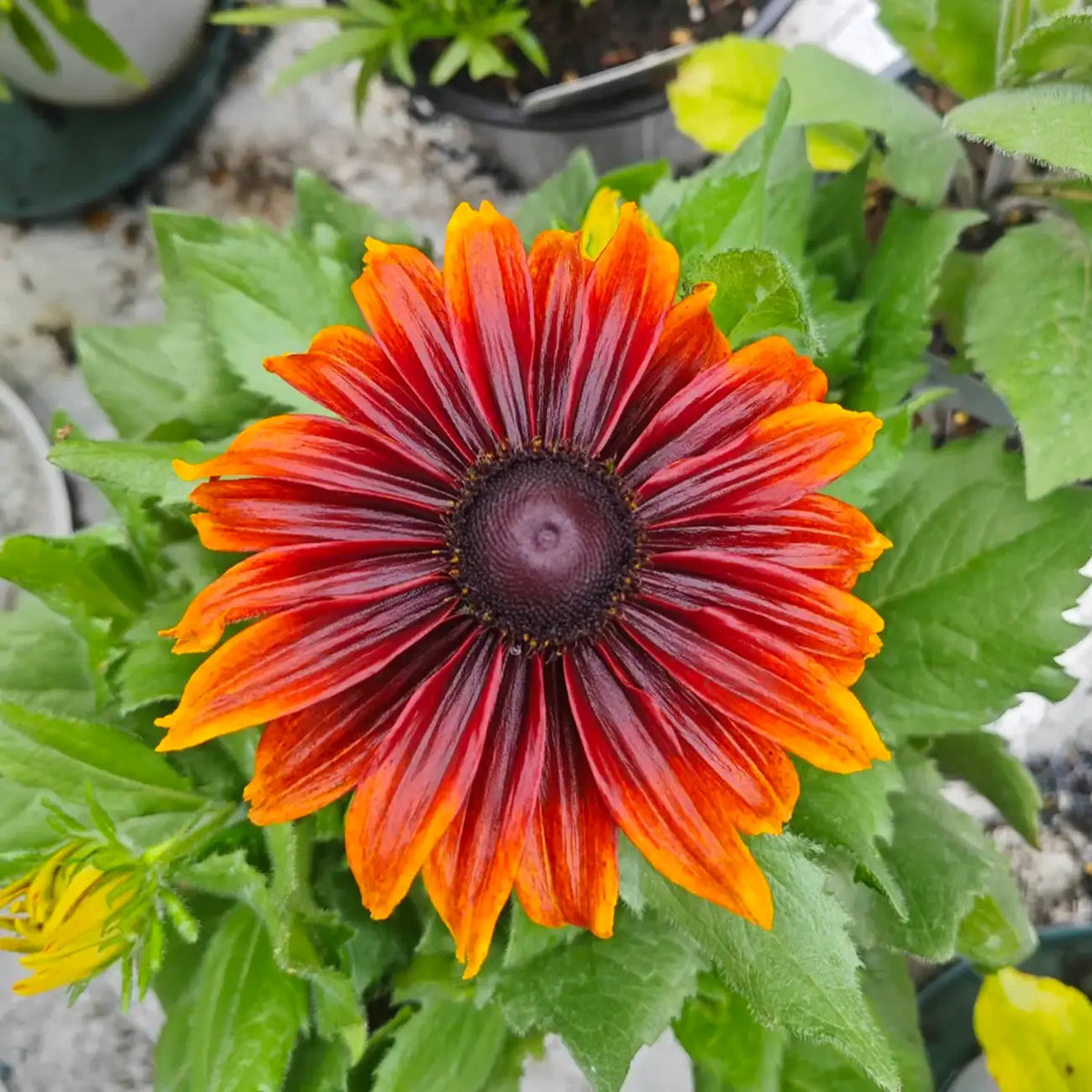 Rudbeckia Seeds - Chocolate Smile
