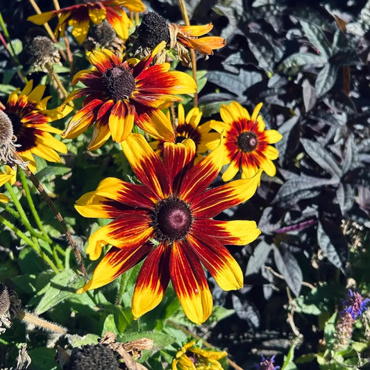 Rudbeckia Seeds - Denver Daisy