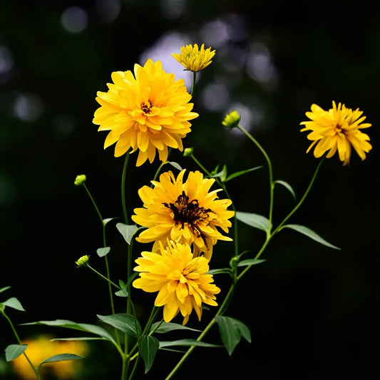 Rudbeckia Seeds - Double Cutleaf Coneflower