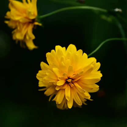 Rudbeckia Seeds - Double Cutleaf Coneflower
