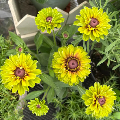 Rudbeckia Seeds - Forest Green