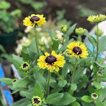 Rudbeckia Seeds - Forest Green