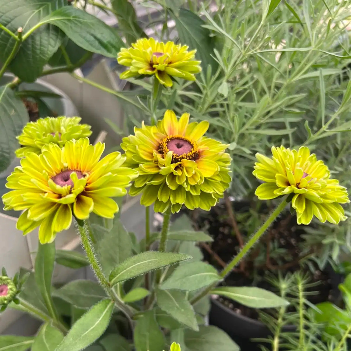 Rudbeckia Seeds - Forest Green