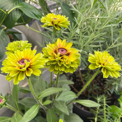 Rudbeckia Seeds - Forest Green