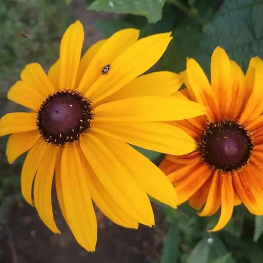 Rudbeckia Seeds - Golden Storm