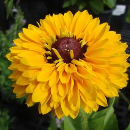 Rudbeckia Seeds - Maya Black-Eyed Susan