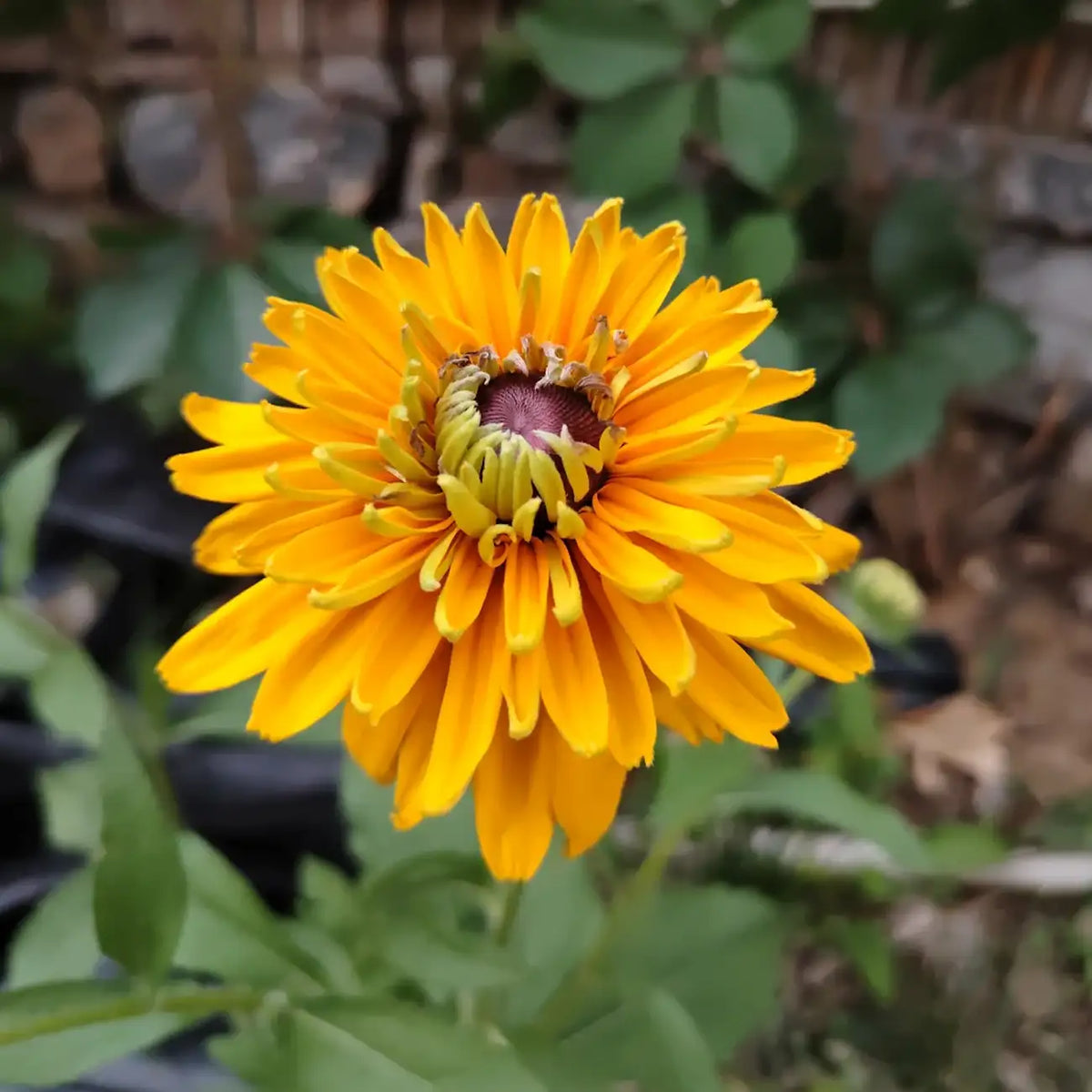 Rudbeckia Seeds - Maya Black-Eyed Susan