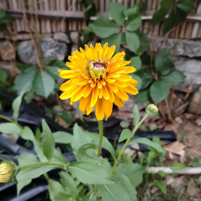Rudbeckia Seeds - Maya Black-Eyed Susan
