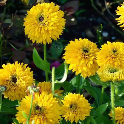 Rudbeckia Seeds - Maya