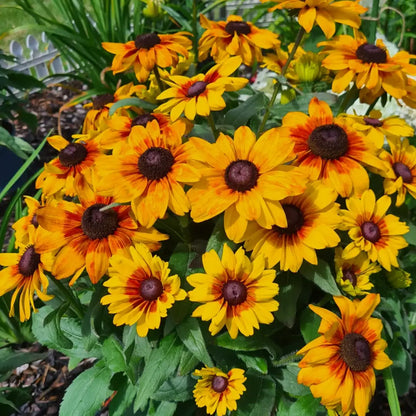 Rudbeckia Seeds - Mini Beck Flame Black-Eyed Susan