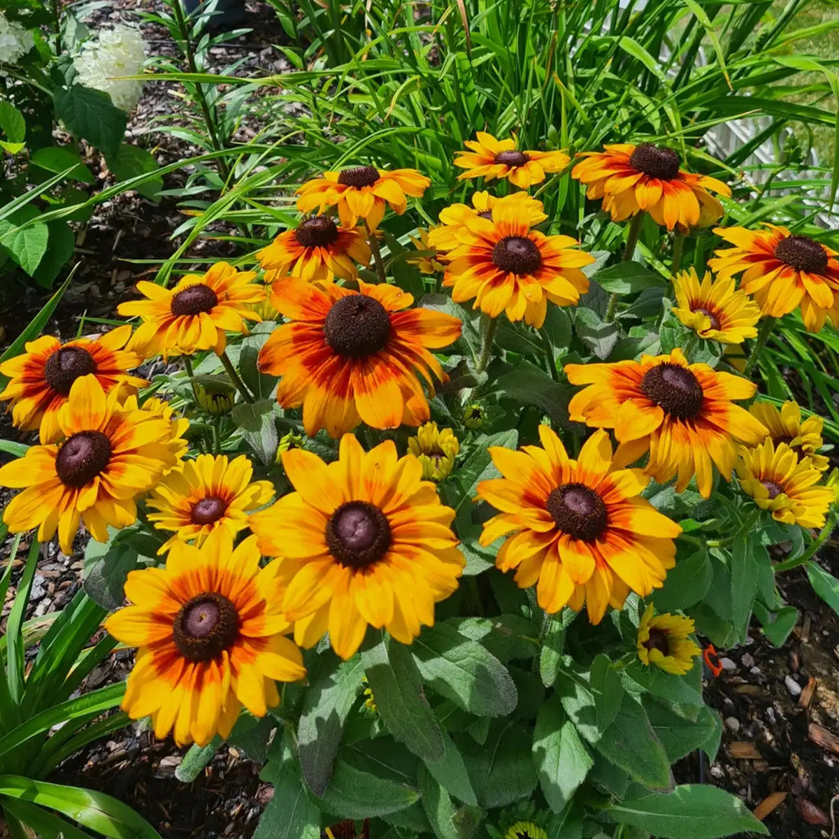 Rudbeckia Seeds - Mini Beck Flame Black-Eyed Susan