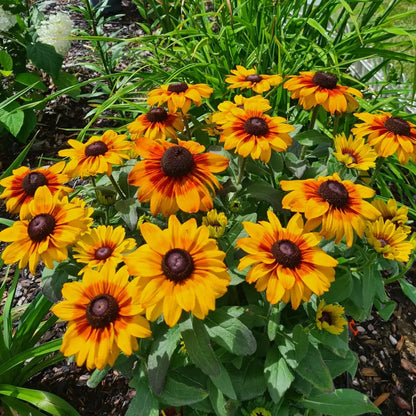 Rudbeckia Seeds - Mini Beck Flame Black-Eyed Susan