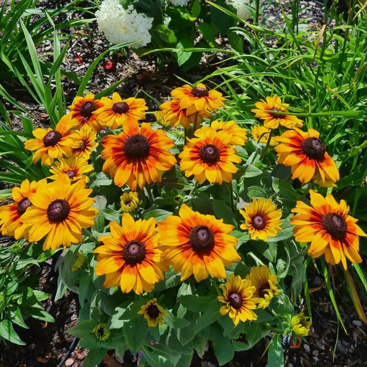 Rudbeckia Seeds - Mini Beck Flame Black-Eyed Susan