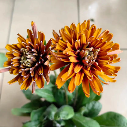 Rudbeckia Seeds - Moroccan Sun