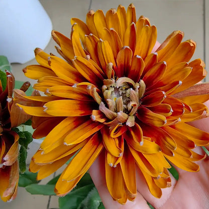 Rudbeckia Seeds - Moroccan Sun