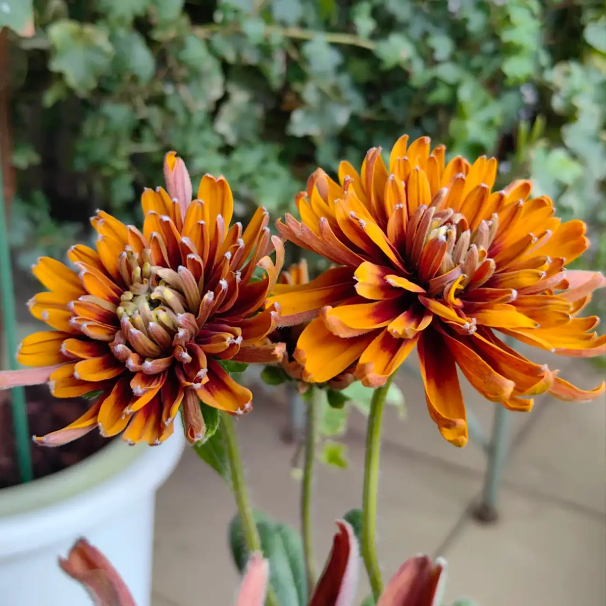 Rudbeckia Seeds - Moroccan Sun