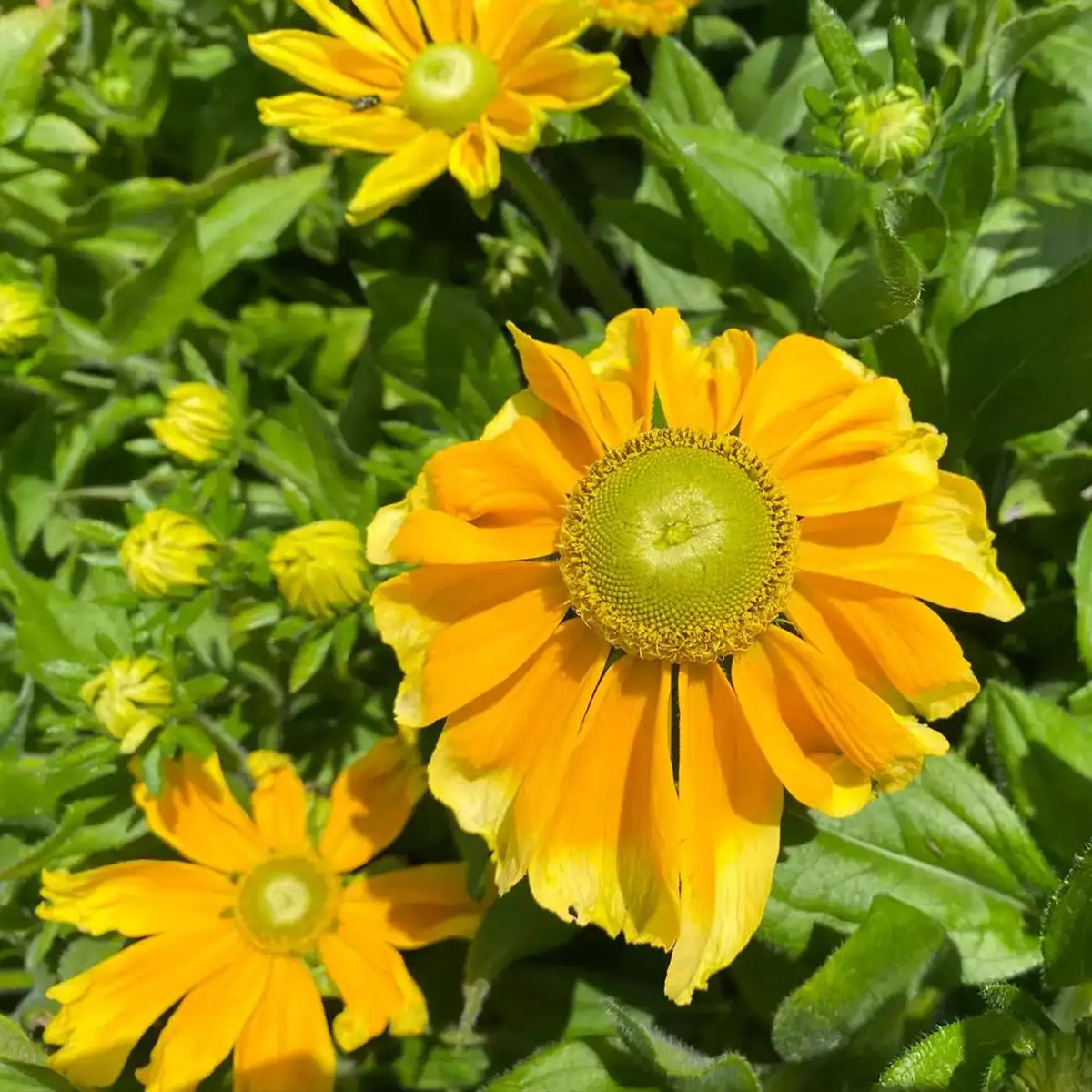 Rudbeckia Seeds - Prairie Sun