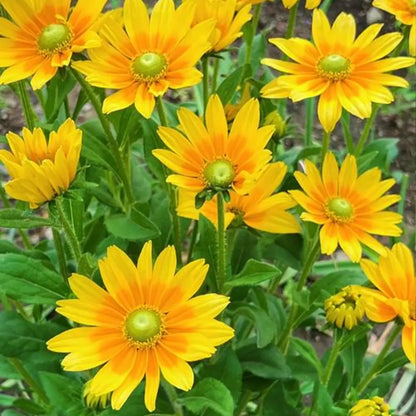 Rudbeckia Seeds - Prairie Sun