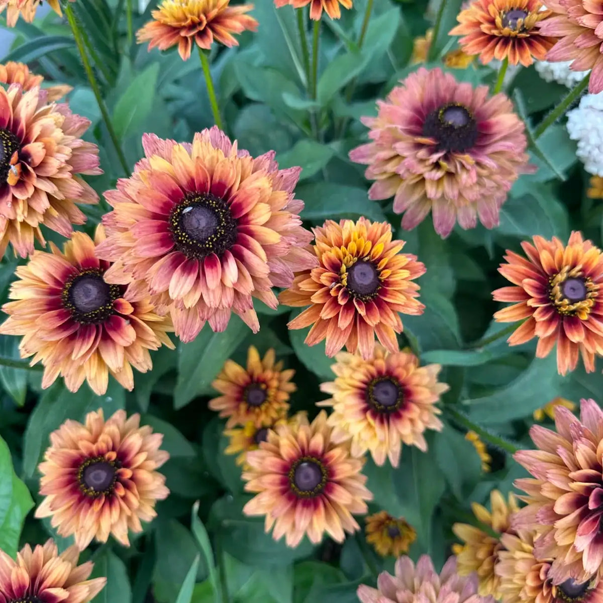 Rudbeckia Seeds - Sahara