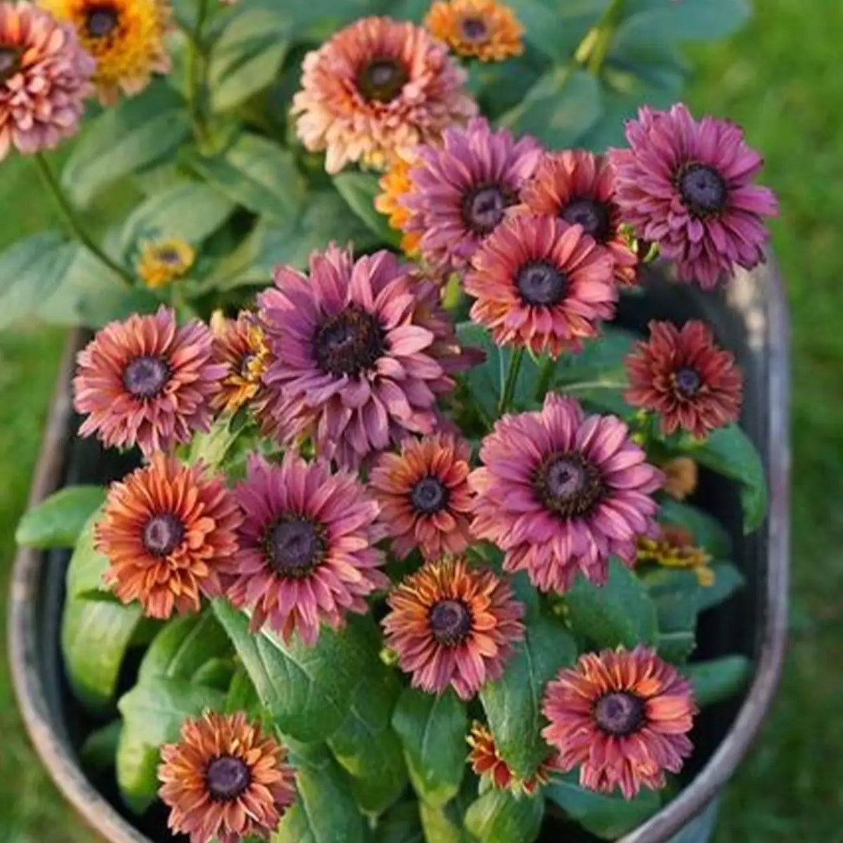 Rudbeckia Seeds - Sahara Pink