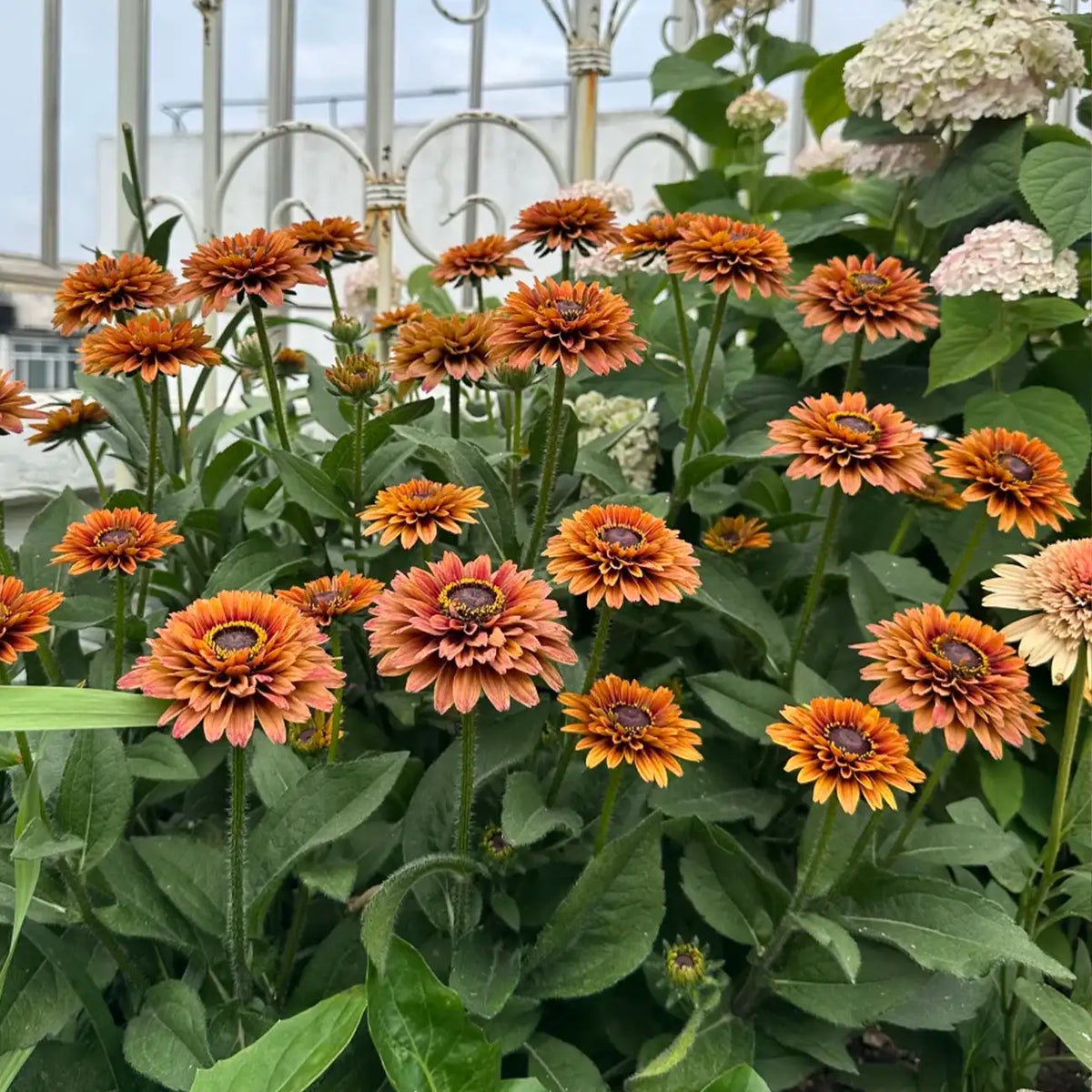 Rudbeckia Seeds - Sahara