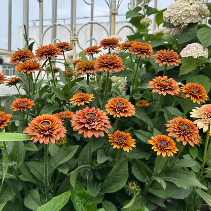 Rudbeckia Seeds - Sahara