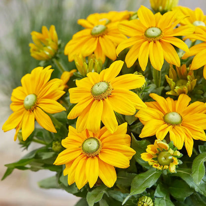 Rudbeckia Seeds - Sunbeckia Ophelia