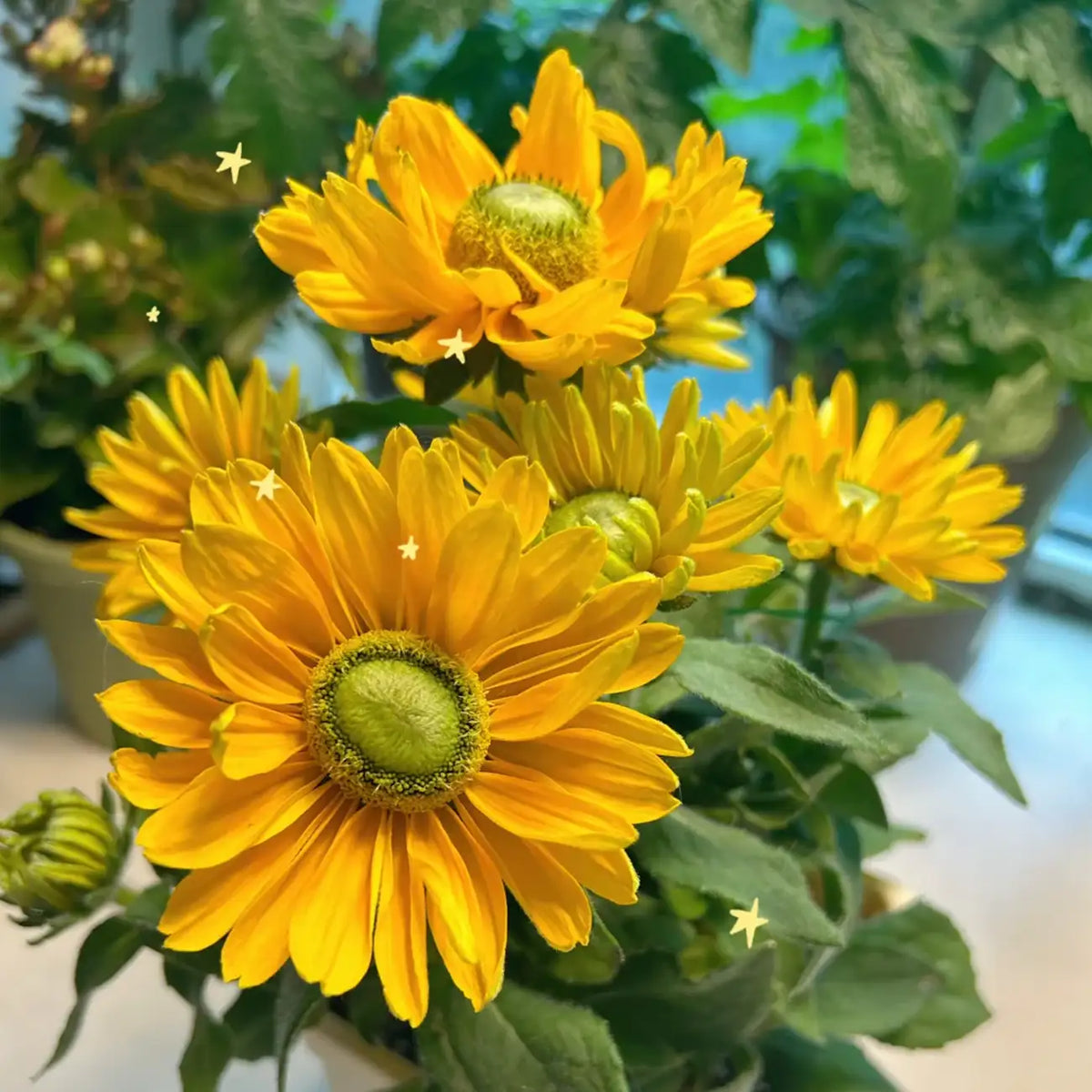 Rudbeckia Seeds - Sunbeckia Ophelia