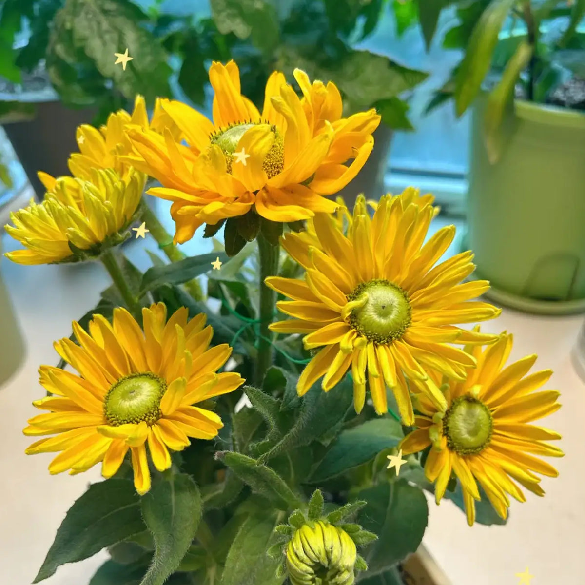 Rudbeckia Seeds - Sunbeckia Ophelia