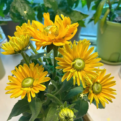 Rudbeckia Seeds - Sunbeckia Ophelia