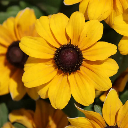 Rudbeckia Seeds - Tablemate