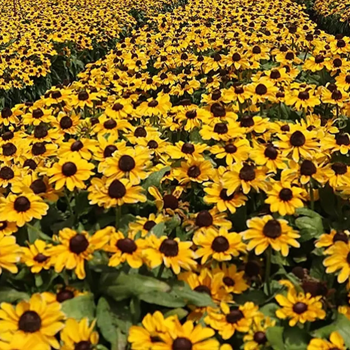 Rudbeckia Seeds - Tablemate