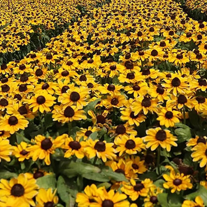 Rudbeckia Seeds - Tablemate