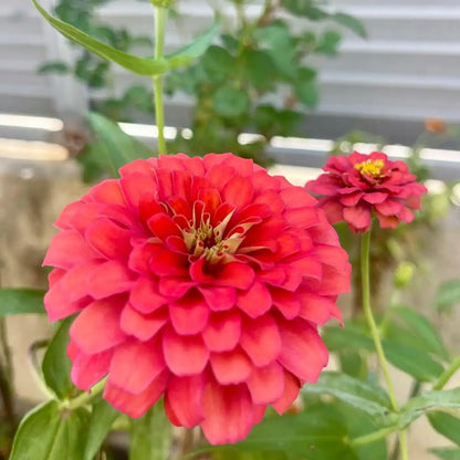 Salmon Zinnia Seeds