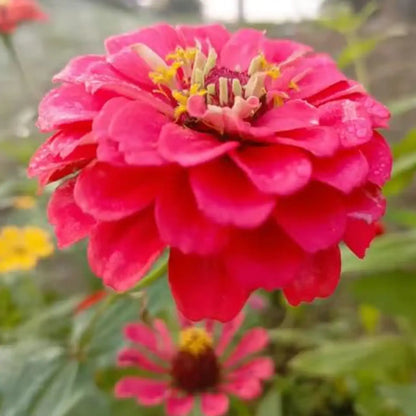 Salmon Zinnia Seeds