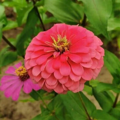 Salmon Zinnia Seeds