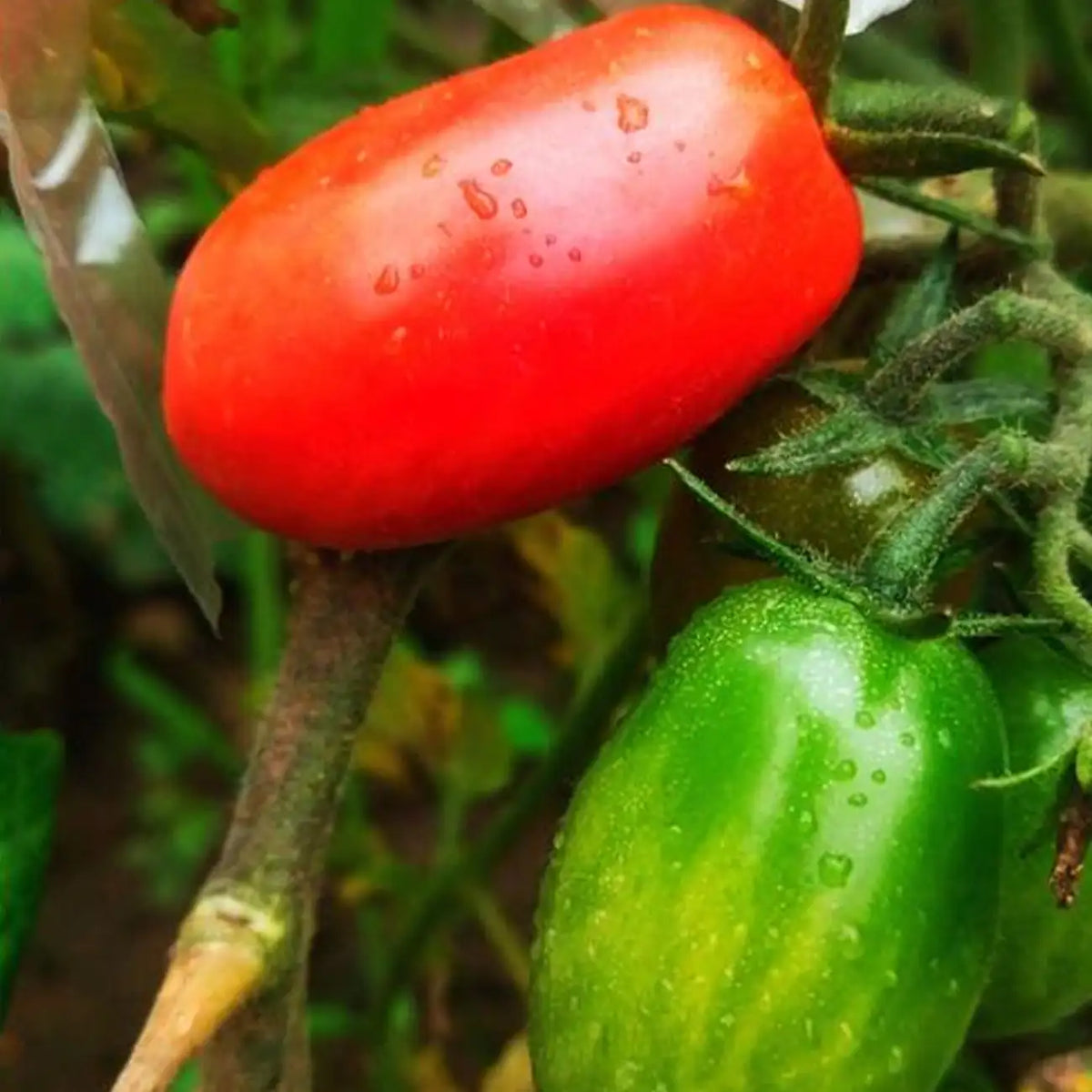 San Marzano Organic Tomato Seeds