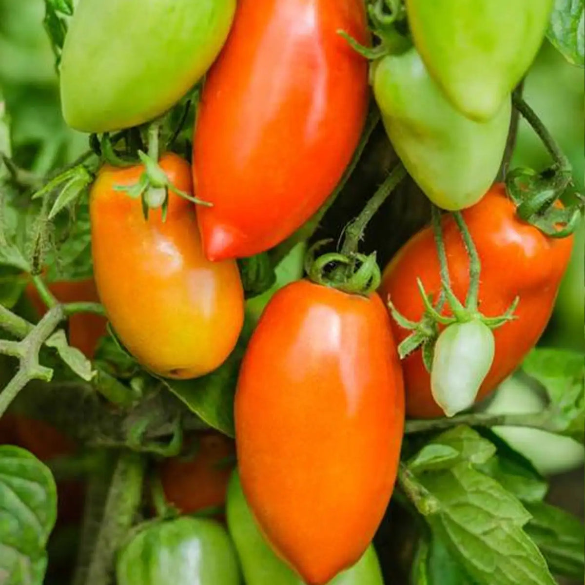 San Marzano Organic Tomato Seeds